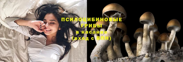 прущие грибы Корсаков